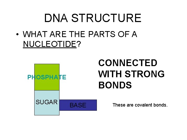 DNA STRUCTURE • WHAT ARE THE PARTS OF A NUCLEOTIDE? CONNECTED WITH STRONG BONDS