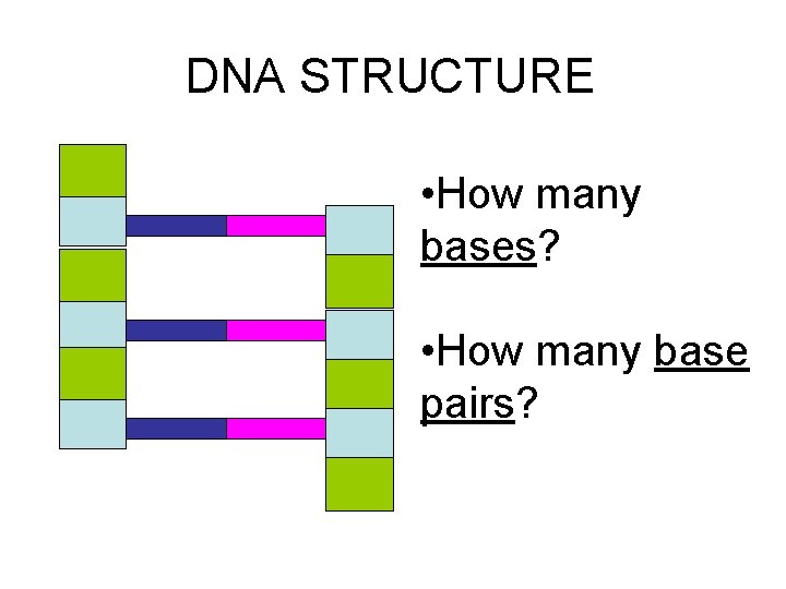 DNA STRUCTURE • How many bases? • How many base pairs? 