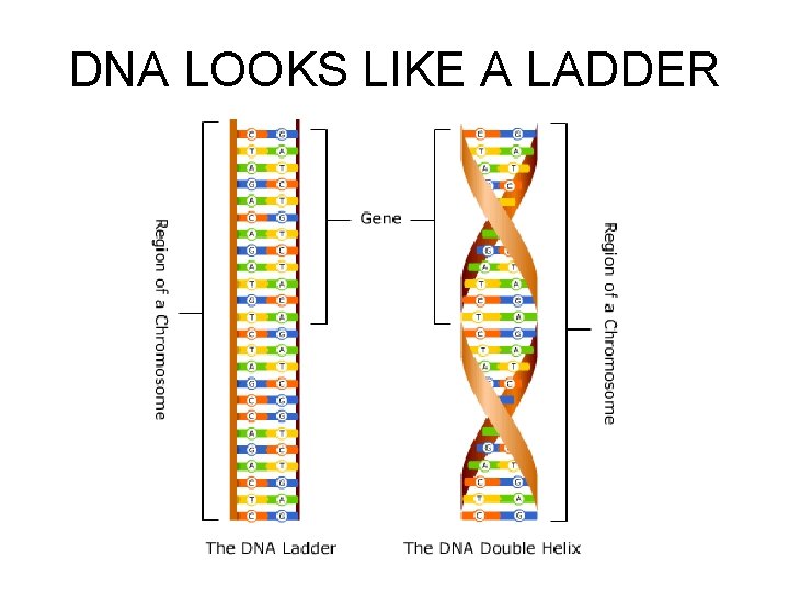 DNA LOOKS LIKE A LADDER 