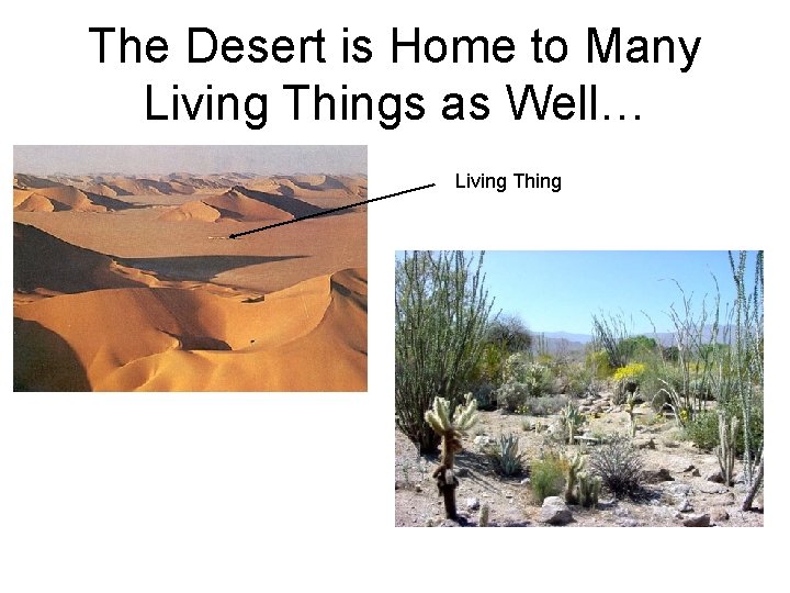 The Desert is Home to Many Living Things as Well… Living Thing 