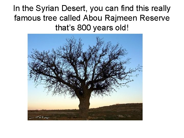 In the Syrian Desert, you can find this really famous tree called Abou Rajmeen In the Syrian Desert, you can find this really famous tree called Abou Rajmeen