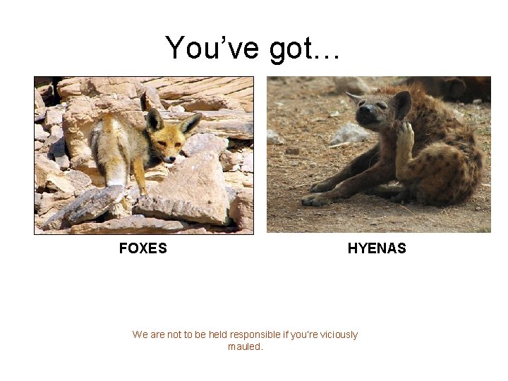 You’ve got… FOXES HYENAS We are not to be held responsible if you’re viciously