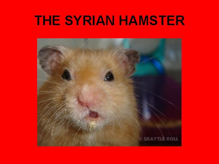 THE SYRIAN HAMSTER 