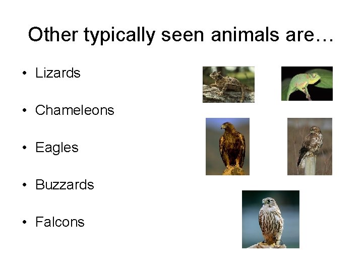 Other typically seen animals are… • Lizards • Chameleons • Eagles • Buzzards •