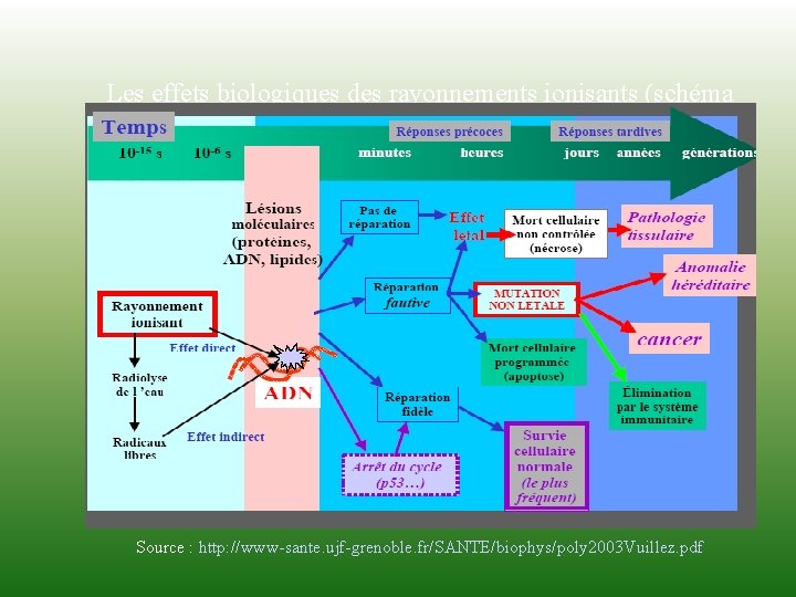 Les effets biologiques des rayonnements ionisants (schéma récapitulatif) Source : http: //www-sante. ujf-grenoble. fr/SANTE/biophys/poly