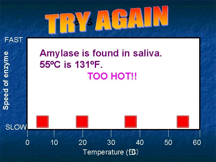 Let’s GRAPH!! FAST Speed of enzyme Amylase is found in saliva. 55 C is