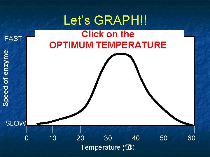 Let’s GRAPH!! Click on the OPTIMUM TEMPERATURE Speed of enzyme FAST SLOW 0 10