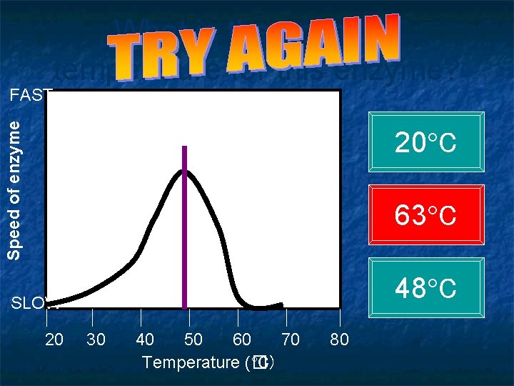 What is the optimum temperature for this enzyme? Speed of enzyme FAST 20 C What is the optimum temperature for this enzyme? Speed of enzyme FAST 20 C