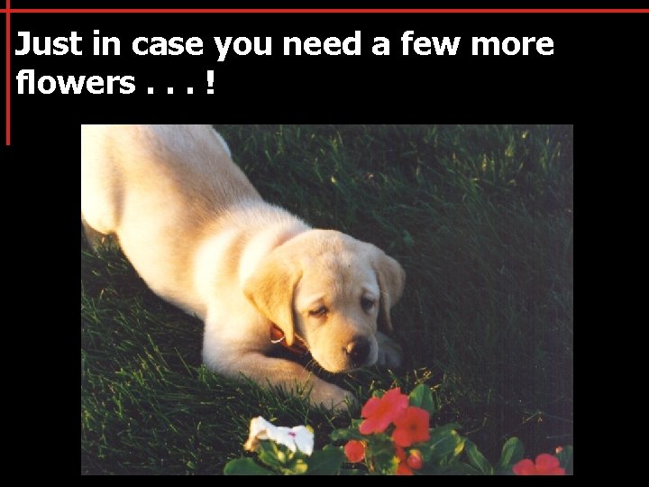 Just in case you need a few more flowers. . . ! 