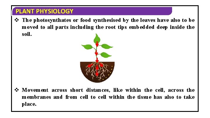 PLANT PHYSIOLOGY v The photosynthates or food synthesised by the leaves have also to