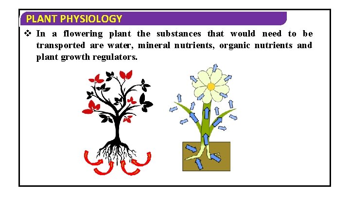 PLANT PHYSIOLOGY v In a flowering plant the substances that would need to be