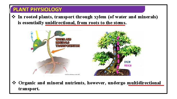 PLANT PHYSIOLOGY v In rooted plants, transport through xylem (of water and minerals) is