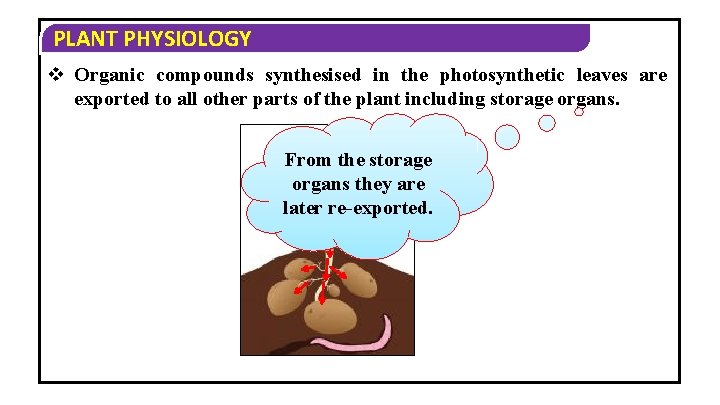 PLANT PHYSIOLOGY v Organic compounds synthesised in the photosynthetic leaves are exported to all