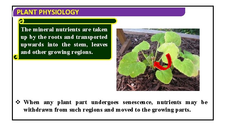 PLANT PHYSIOLOGY The mineral nutrients are taken up by the roots and transported upwards