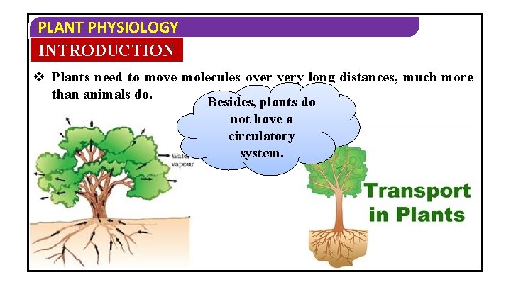 PLANT PHYSIOLOGY INTRODUCTION v Plants need to move molecules over very long distances, much