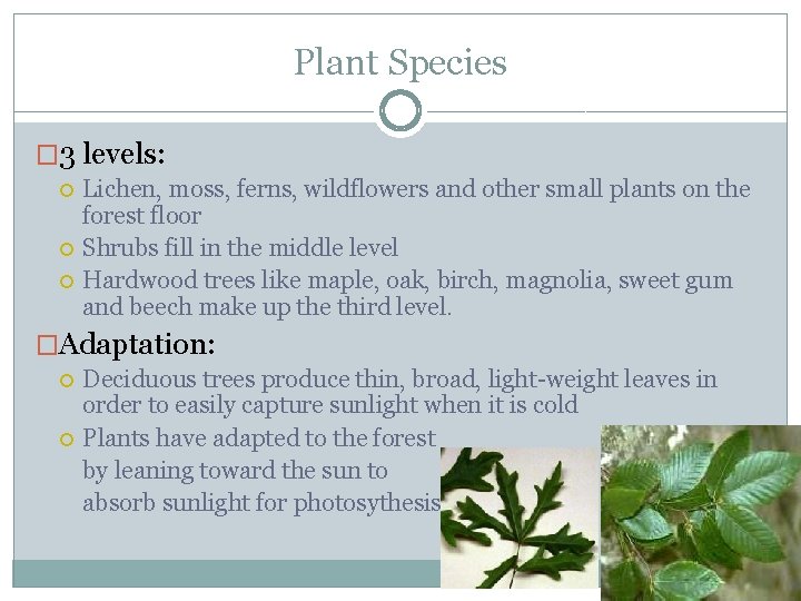 Plant Species � 3 levels: Lichen, moss, ferns, wildflowers and other small plants on