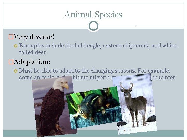 Animal Species �Very diverse! Examples include the bald eagle, eastern chipmunk, and whitetailed deer