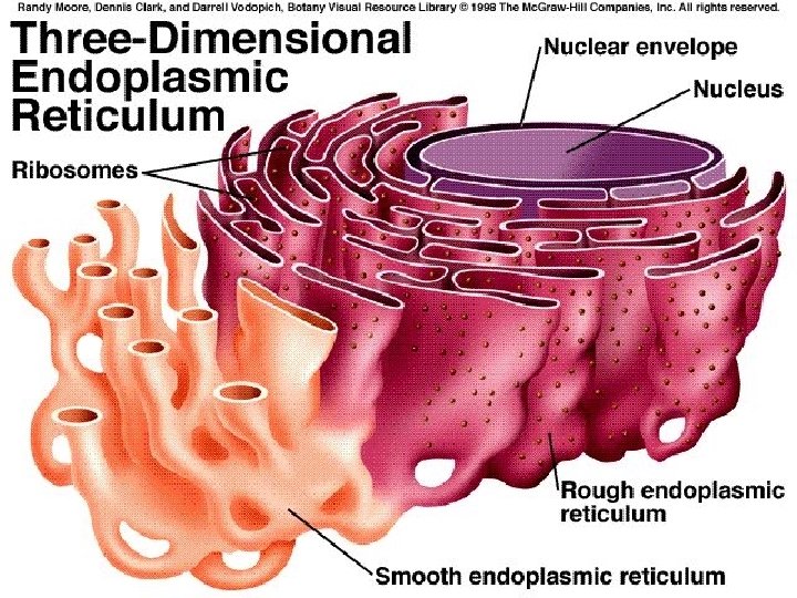 What am I? I’m a series of tubes Found throughout the cell I transport