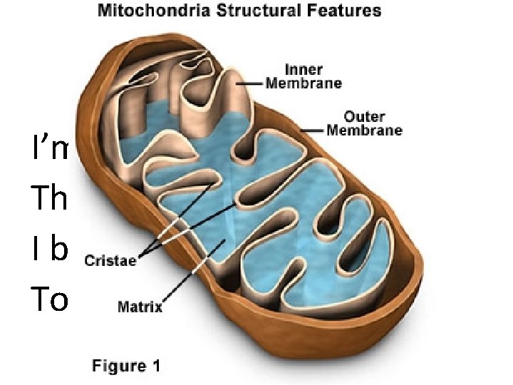 What am I? I’m a real “powerhouse” That’s plain to see I break down
