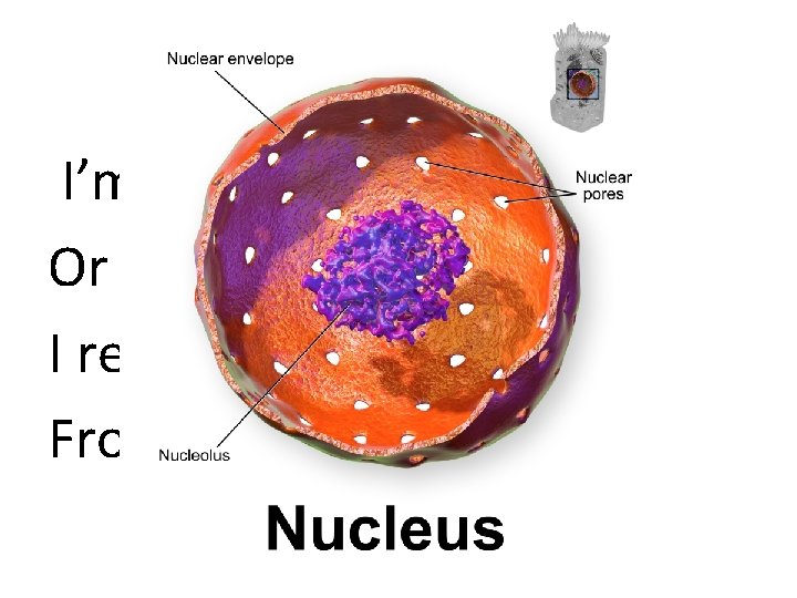 What am I? I’m the brain of the cell Or so they say I