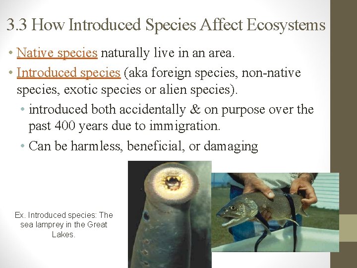 3. 3 How Introduced Species Affect Ecosystems • Native species naturally live in an