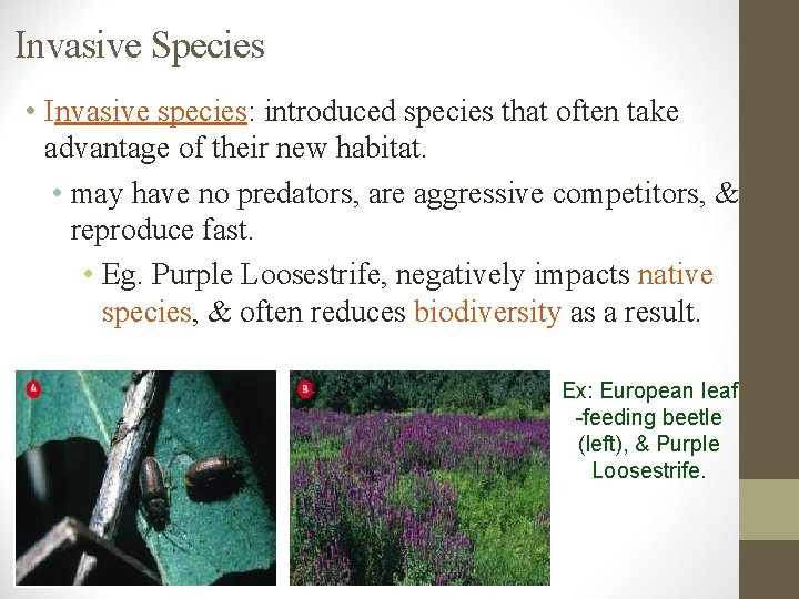 Invasive Species • Invasive species: introduced species that often take advantage of their new