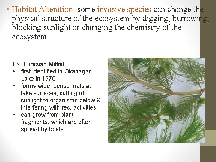  • Habitat Alteration: some invasive species can change the physical structure of the