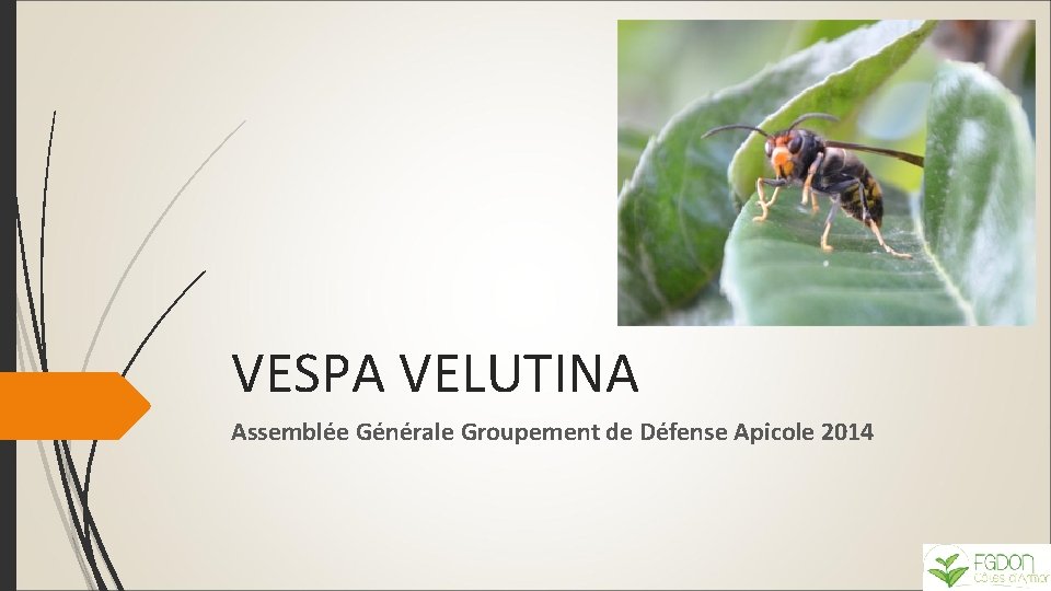 VESPA VELUTINA Assemblée Générale Groupement de Défense Apicole 2014 