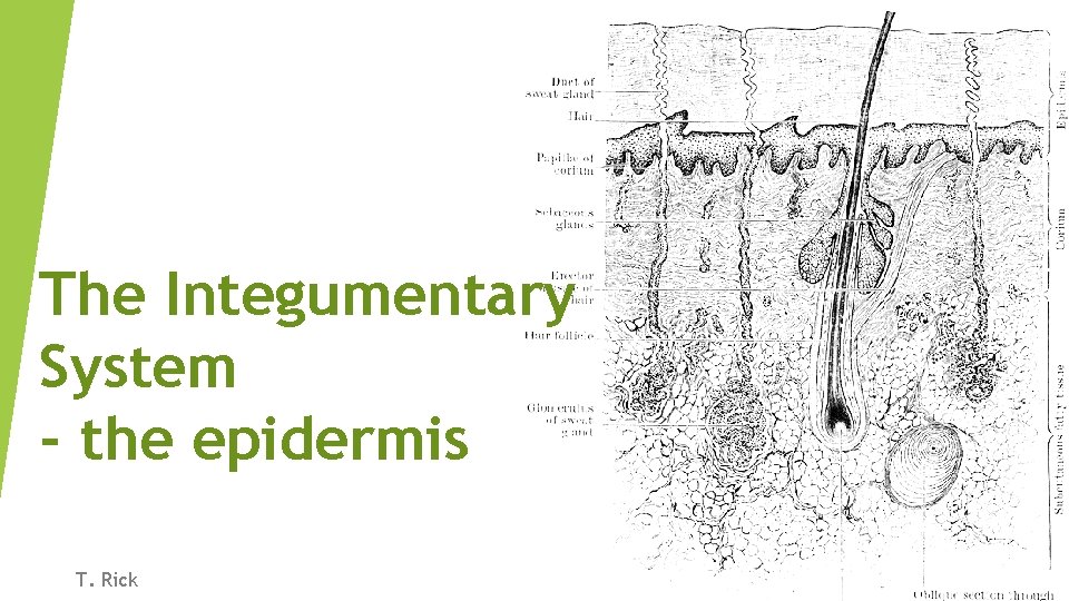 The Integumentary System - the epidermis T. Rick 