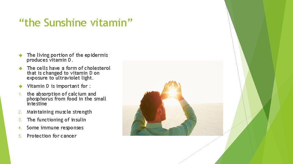 “the Sunshine vitamin” The living portion of the epidermis produces vitamin D. The cells