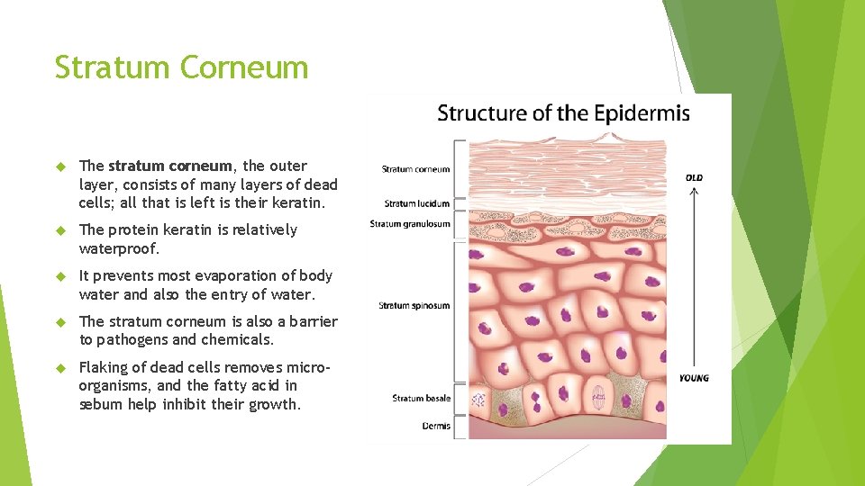 Stratum Corneum The stratum corneum, the outer layer, consists of many layers of dead