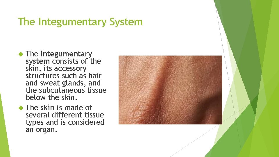 The Integumentary System The integumentary system consists of the skin, its accessory structures such