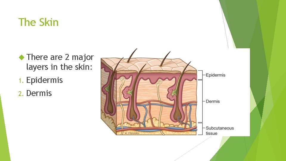 The Skin There are 2 major layers in the skin: 1. Epidermis 2. Dermis