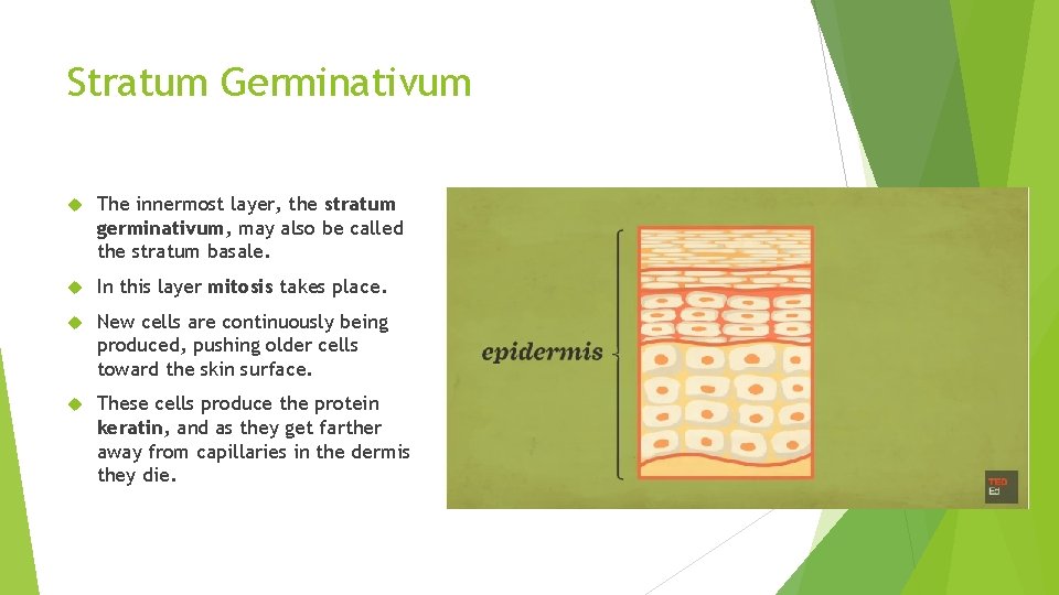 Stratum Germinativum The innermost layer, the stratum germinativum, may also be called the stratum