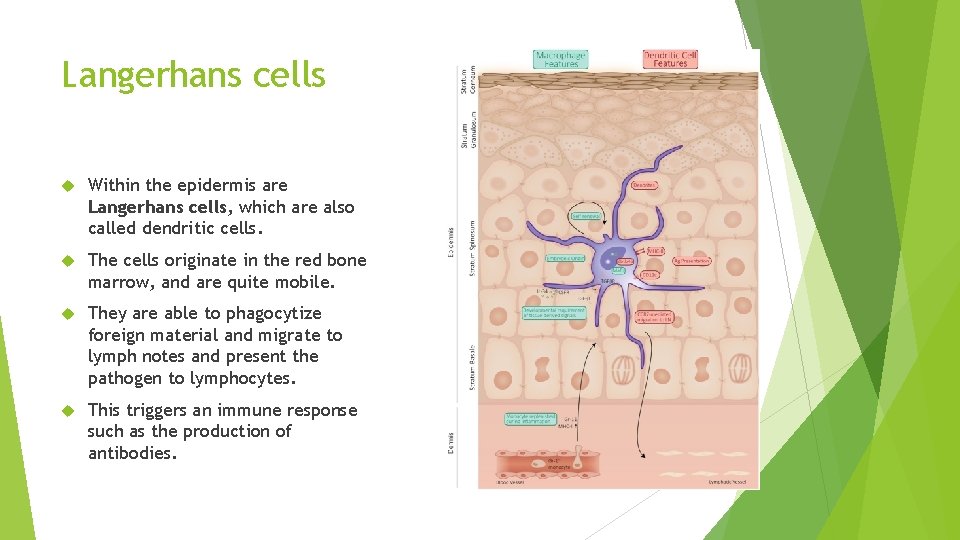 Langerhans cells Within the epidermis are Langerhans cells, which are also called dendritic cells.