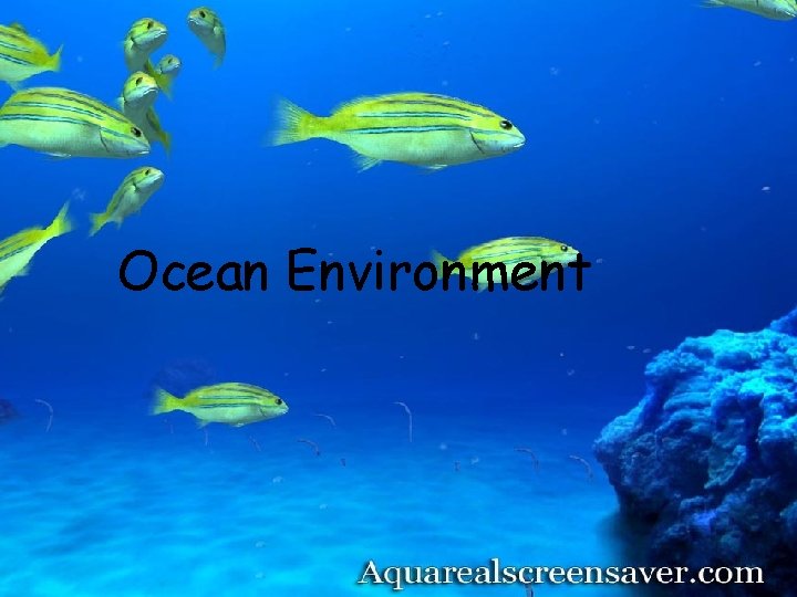 Ocean Environment 