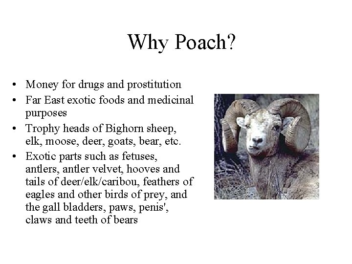 Why Poach? • Money for drugs and prostitution • Far East exotic foods and