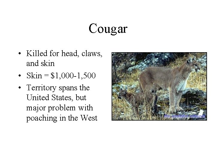 Cougar • Killed for head, claws, and skin • Skin = $1, 000 -1,