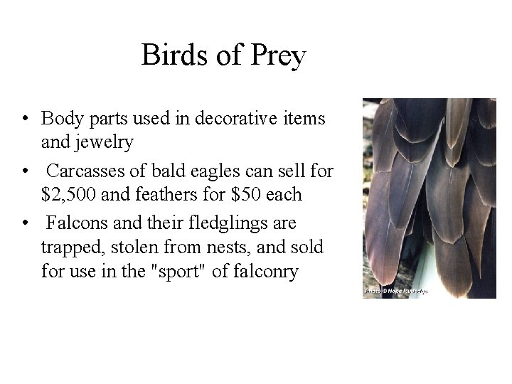 Birds of Prey • Body parts used in decorative items and jewelry • Carcasses