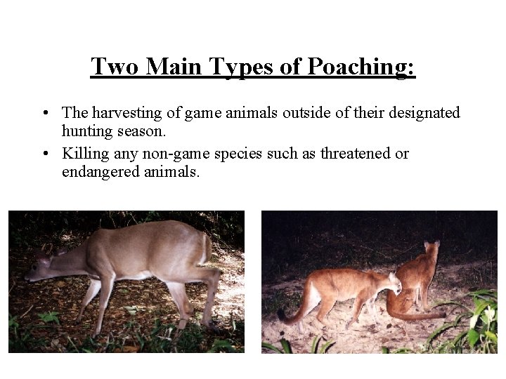 Two Main Types of Poaching: • The harvesting of game animals outside of their
