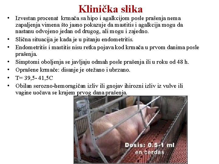 Klinička slika • Izvestan procenat krmača sa hipo i agalkcijom posle prašenja nema zapaljenja