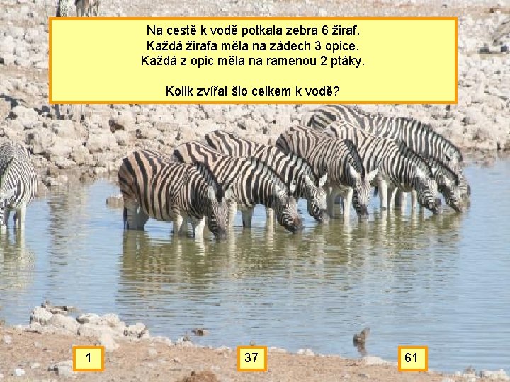 Na cestě k vodě potkala zebra 6 žiraf. Každá žirafa měla na zádech 3