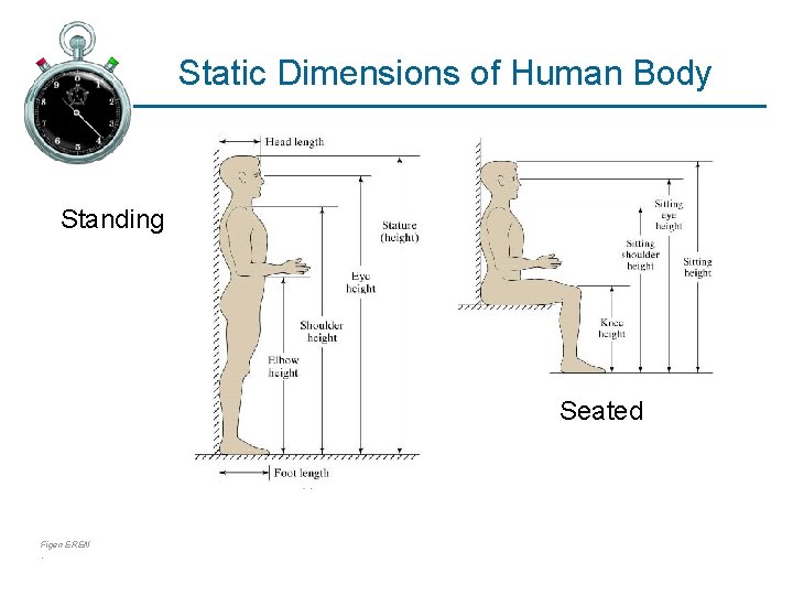 Static Dimensions of Human Body Standing Seated Figen EREN. 