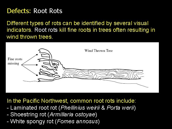 Defects: Root Rots Different types of rots can be identified by several visual indicators.
