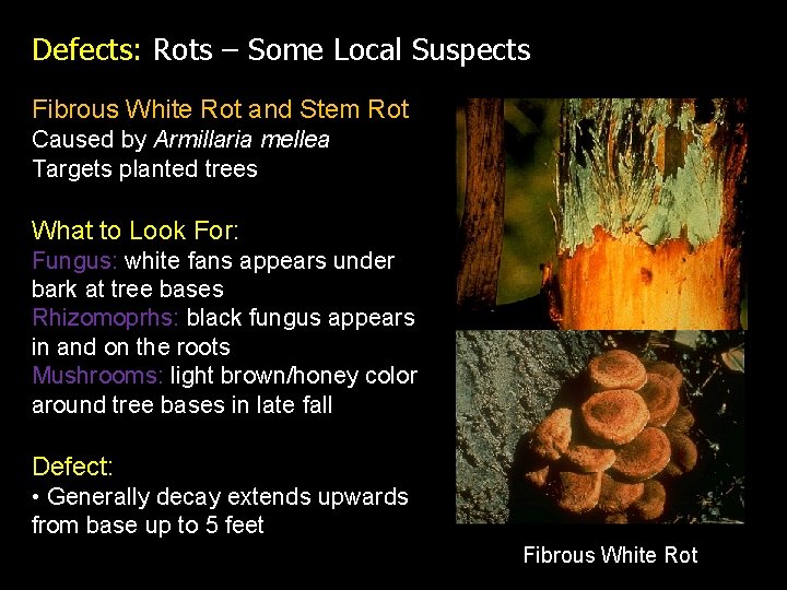 Defects: Rots – Some Local Suspects Fibrous White Rot and Stem Rot Caused by