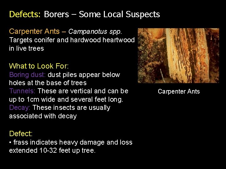 Defects: Borers – Some Local Suspects Carpenter Ants – Campanotus spp. Targets conifer and