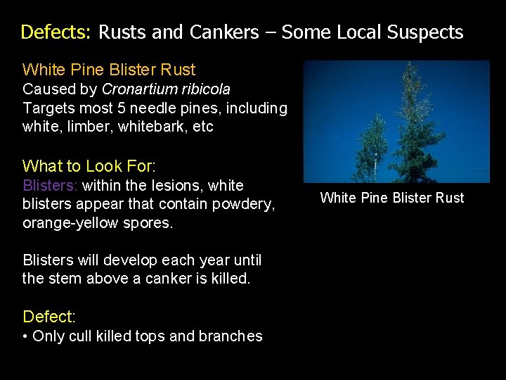 Defects: Rusts and Cankers – Some Local Suspects White Pine Blister Rust Caused by