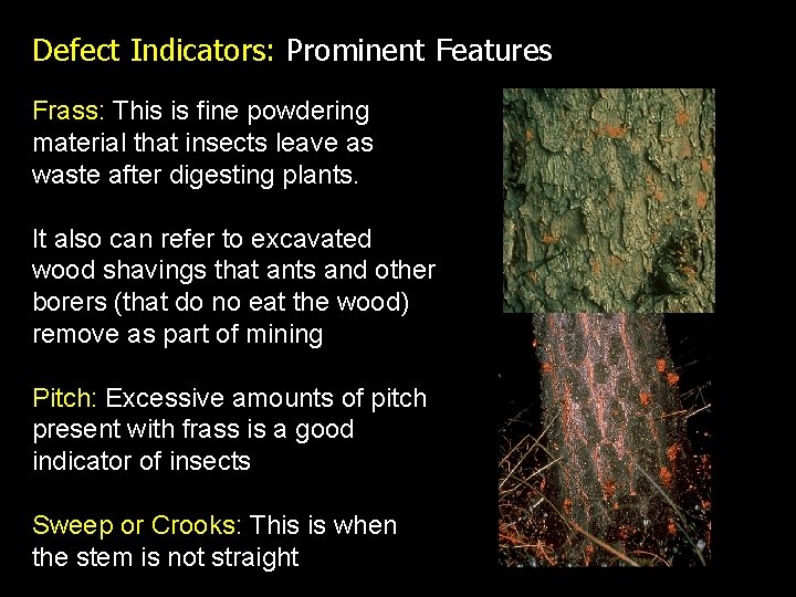 Defect Indicators: Prominent Features Frass: This is fine powdering material that insects leave as
