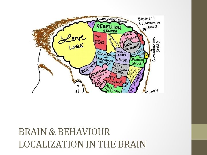 BRAIN & BEHAVIOUR LOCALIZATION IN THE BRAIN 