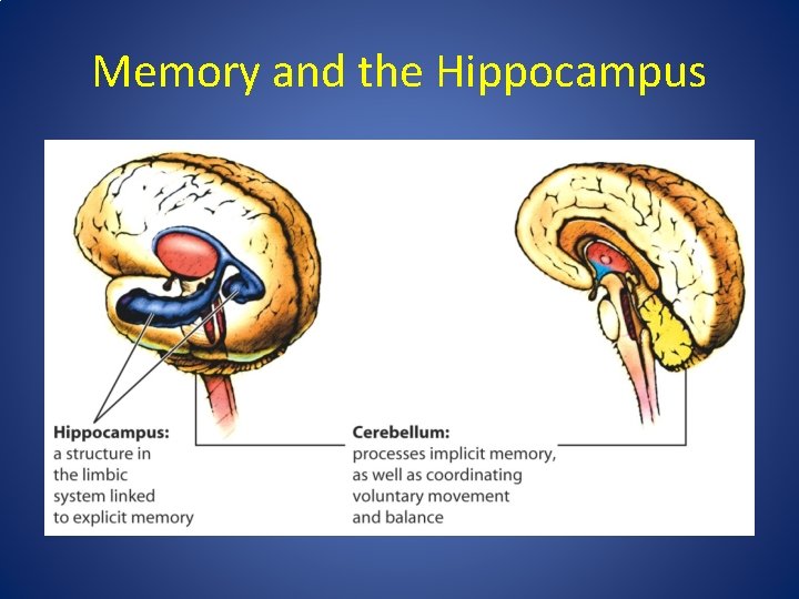 Memory and the Hippocampus 